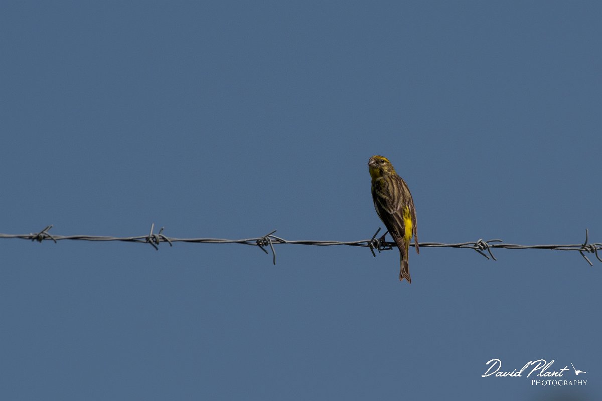 DPPhotography - Lesvos - European serin - B.jpg - European serin - Agiasos sanatorium, Lesvos