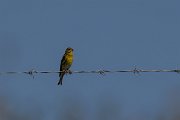 DPPhotography - Lesvos - European serin - A