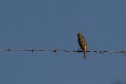 DPPhotography - Lesvos - European serin - B