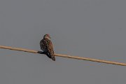 DPPhotography - Lesvos - European turtle-dove - A