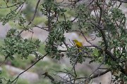 DPPhotography - Lesvos - Golden oriole - A