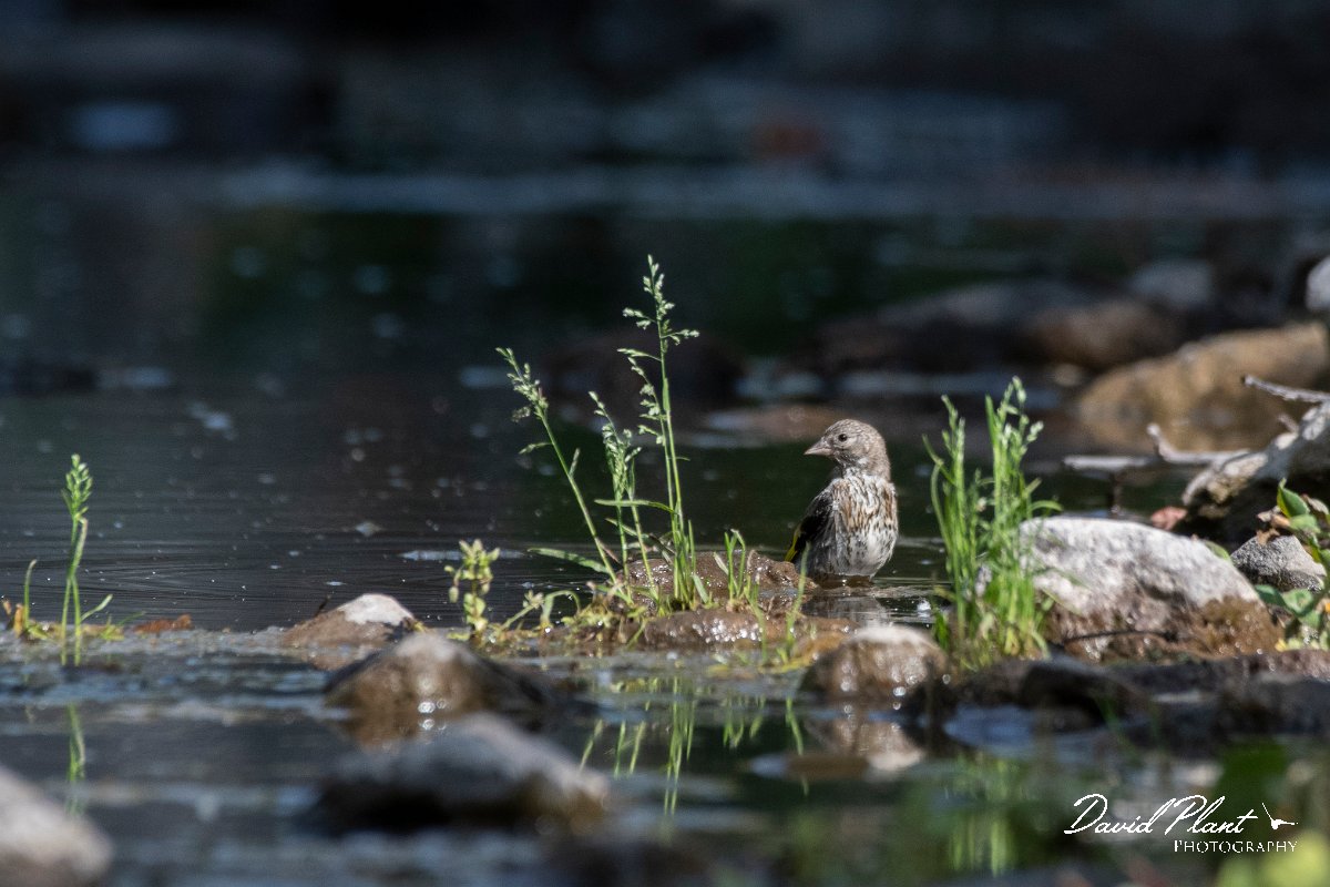 DPPhotography - Lesvos - Goldfinch - B.jpg - Goldfinch - Anaxos, Lesvos