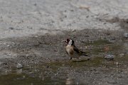 DPPhotography - Lesvos - Goldfinch - A