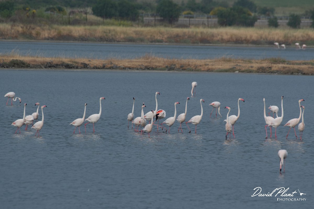 DPPhotography - Lesvos - Greater flamingo - A.jpg - Greater flamingo - Kalloni saltpans, Lesvos