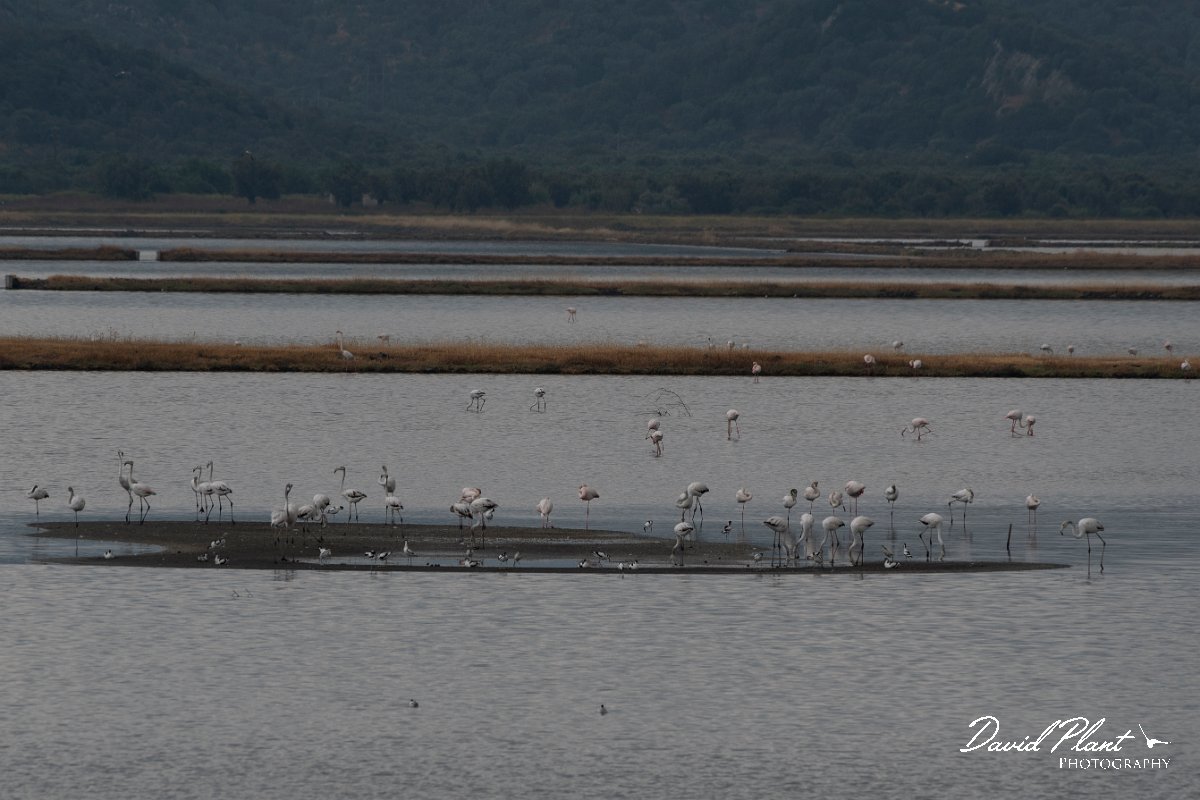 DPPhotography - Lesvos - Greater flamingo - B.jpg - Greater flamingo - Kalloni saltpans, Lesvos