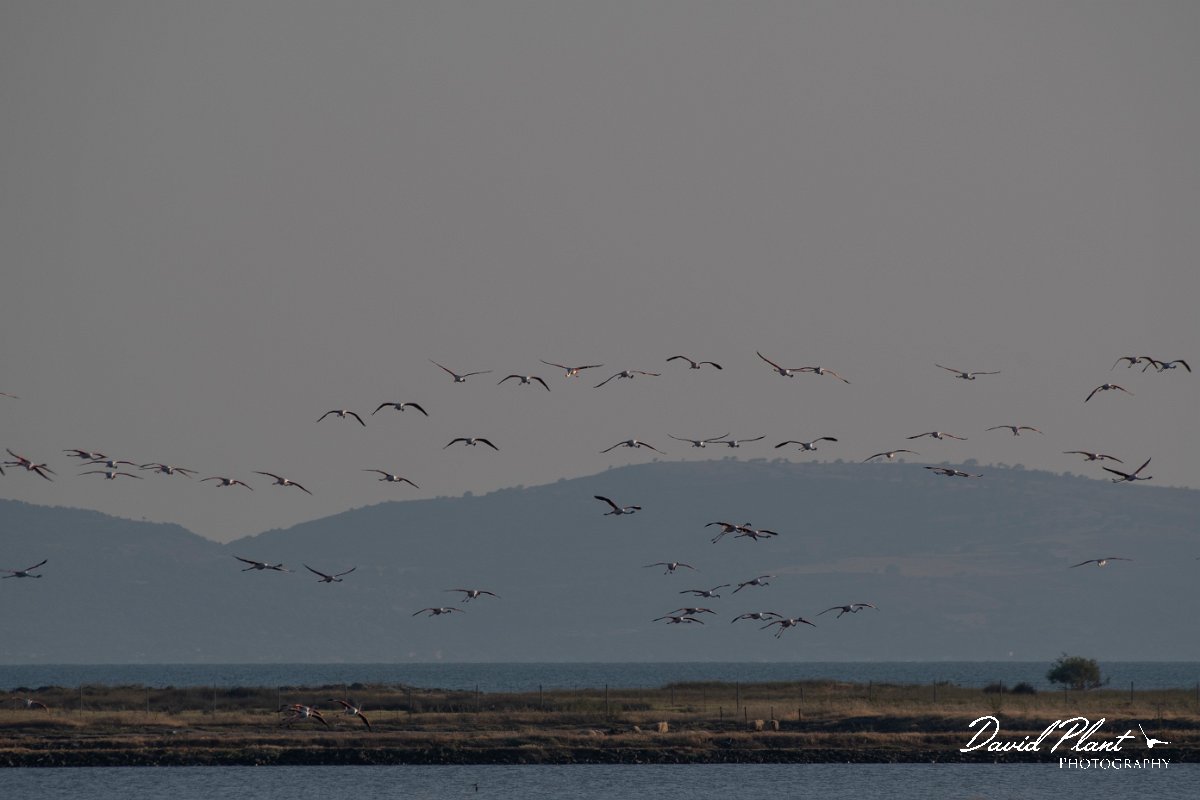 DPPhotography - Lesvos - Greater flamingo - C.jpg - Greater flamingo - Kalloni saltpans, Lesvos