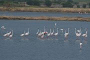 DPPhotography - Lesvos - Greater flamingo - A