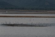 DPPhotography - Lesvos - Greater flamingo - B