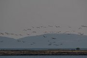 DPPhotography - Lesvos - Greater flamingo - C