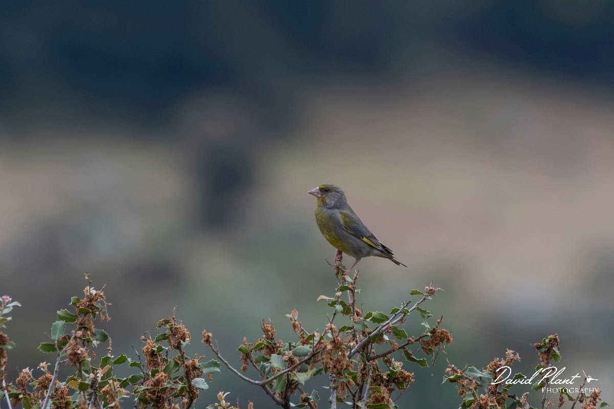 DPPhotography - Lesvos - Greenfinch - A.jpg - Greenfinch - Madaros, Lesvos
