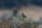 DPPhotography - Lesvos - Greenfinch - A