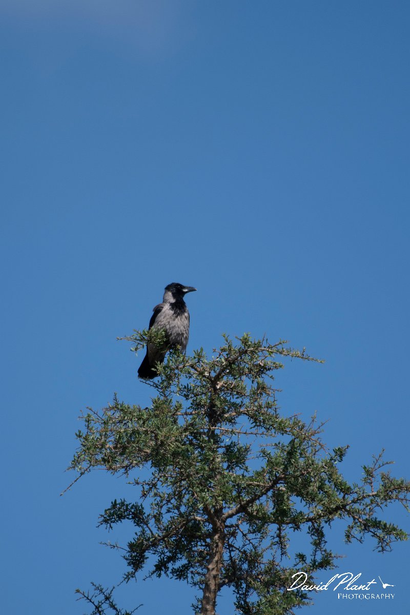 DPPhotography - Lesvos - Hooded crow - A.jpg - Hooded crow - Perasma reservoir, Lesvos
