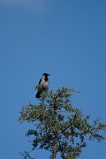 DPPhotography - Lesvos - Hooded crow - A