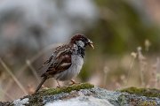 DPPhotography - Lesvos - House sparrow - C