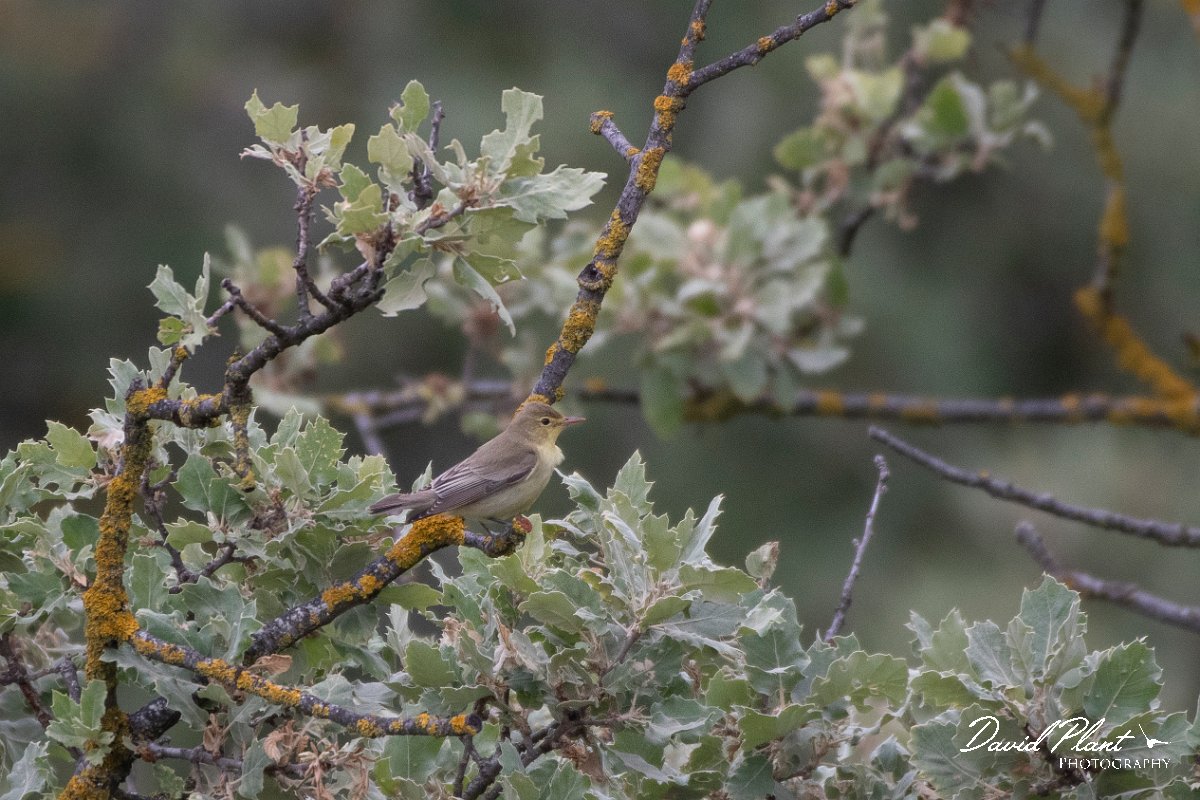 DPPhotography - Lesvos - Icterine warbler - A.jpg - Icterine warbler - Ipsilou Monastery, Lesvos