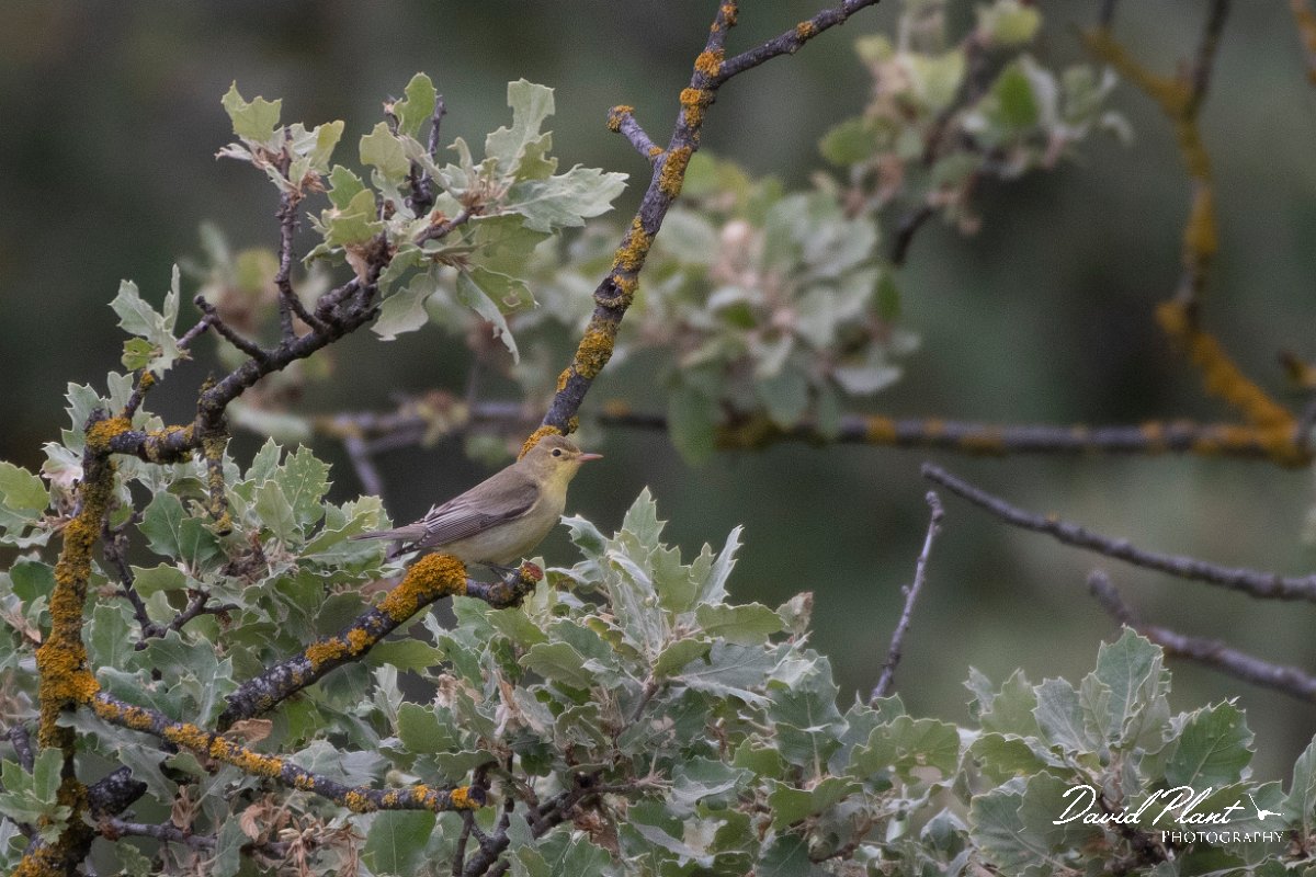 DPPhotography - Lesvos - Icterine warbler - B.jpg - Icterine warbler - Ipsilou Monastery, Lesvos