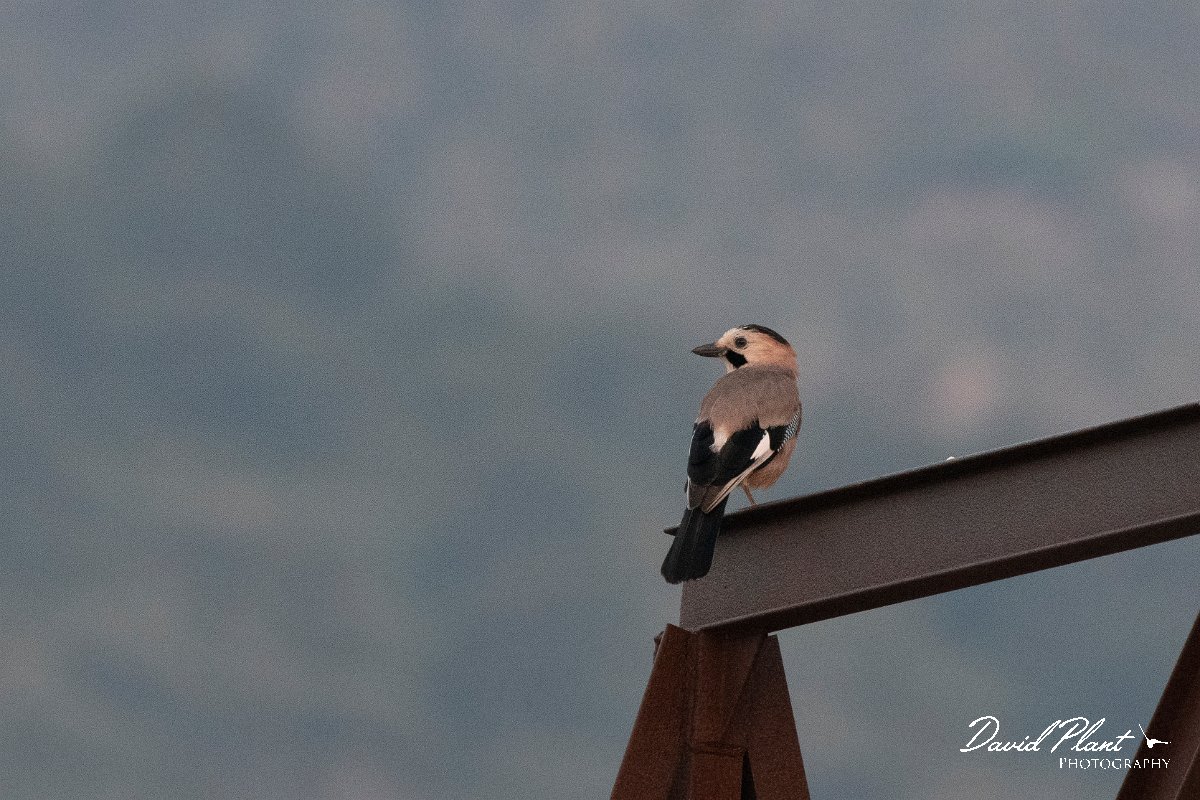 DPPhotography - Lesvos - European jay - A.jpg - Jay - Madaros, Lesvos