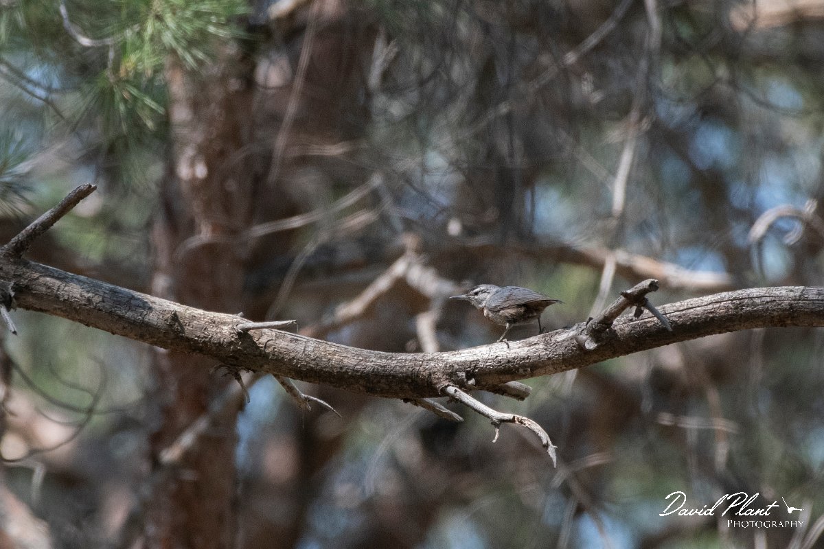 DPPhotography - Lesvos - Kruper's nuthatch - A.jpg - Kruper's nuthatch - Achladeri forest, Lesvos