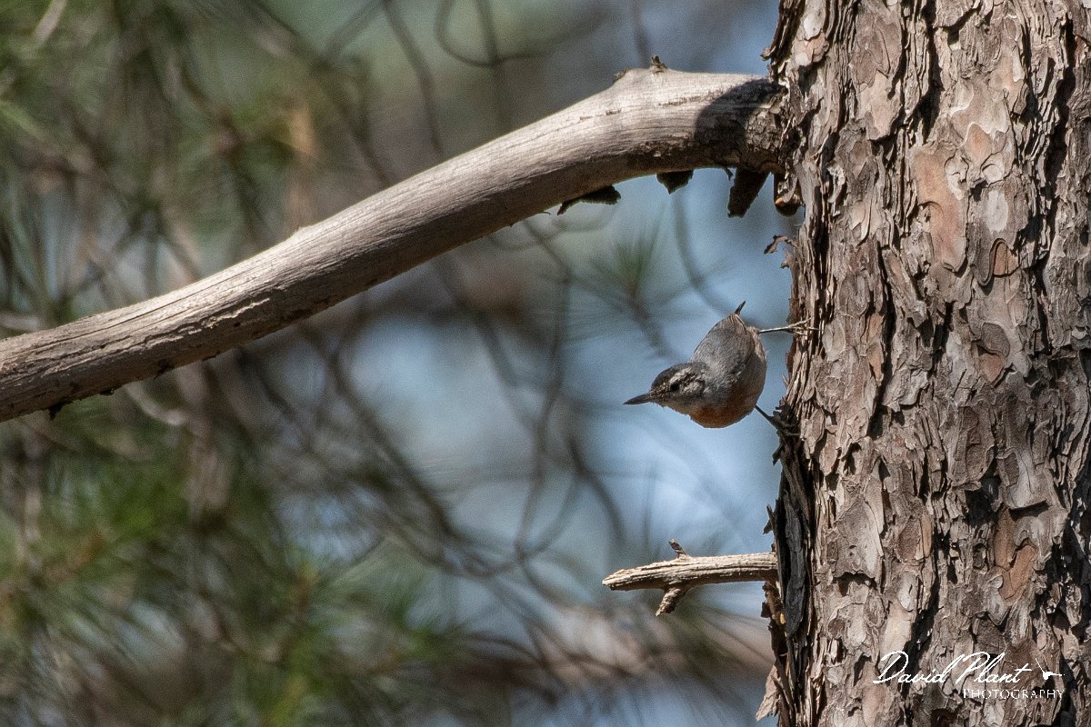 DPPhotography - Lesvos - Kruper's nuthatch - B.jpg - Kruper's nuthatch - Achladeri forest, Lesvos