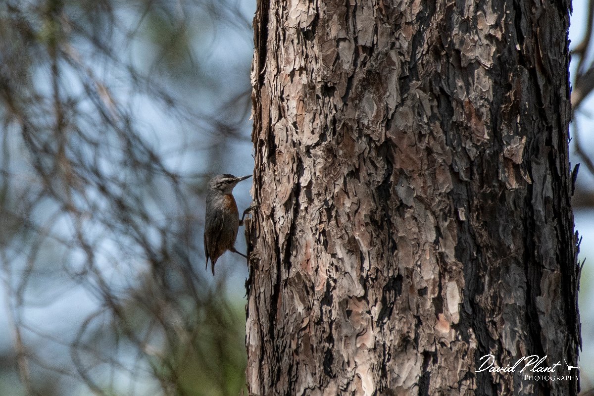 DPPhotography - Lesvos - Kruper's nuthatch - C.jpg - Kruper's nuthatch - Achladeri forest, Lesvos
