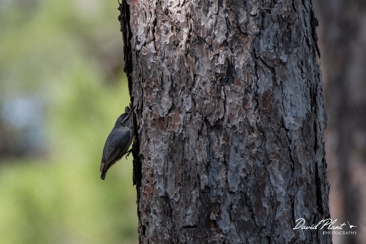 DPPhotography - Lesvos - Kruper's nuthatch - F.jpg - Kruper's nuthatch - Achladeri forest, Lesvos