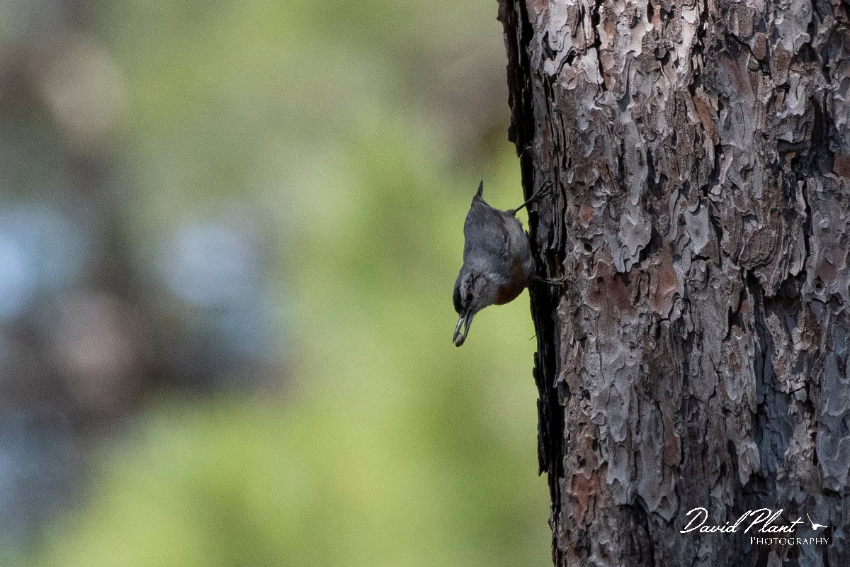 DPPhotography - Lesvos - Kruper's nuthatch - G.jpg - Kruper's nuthatch - Achladeri forest, Lesvos