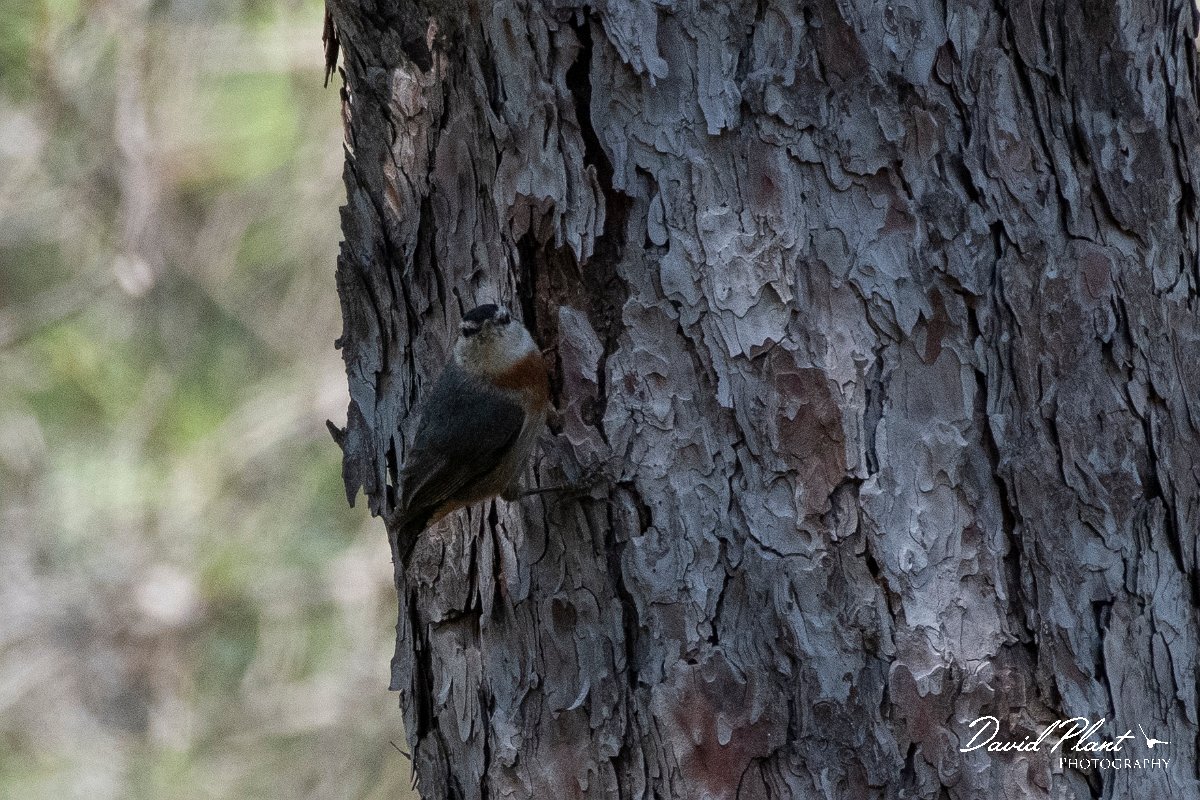 DPPhotography - Lesvos - Kruper's nuthatch - H.jpg - Kruper's nuthatch - Achladeri forest, Lesvos