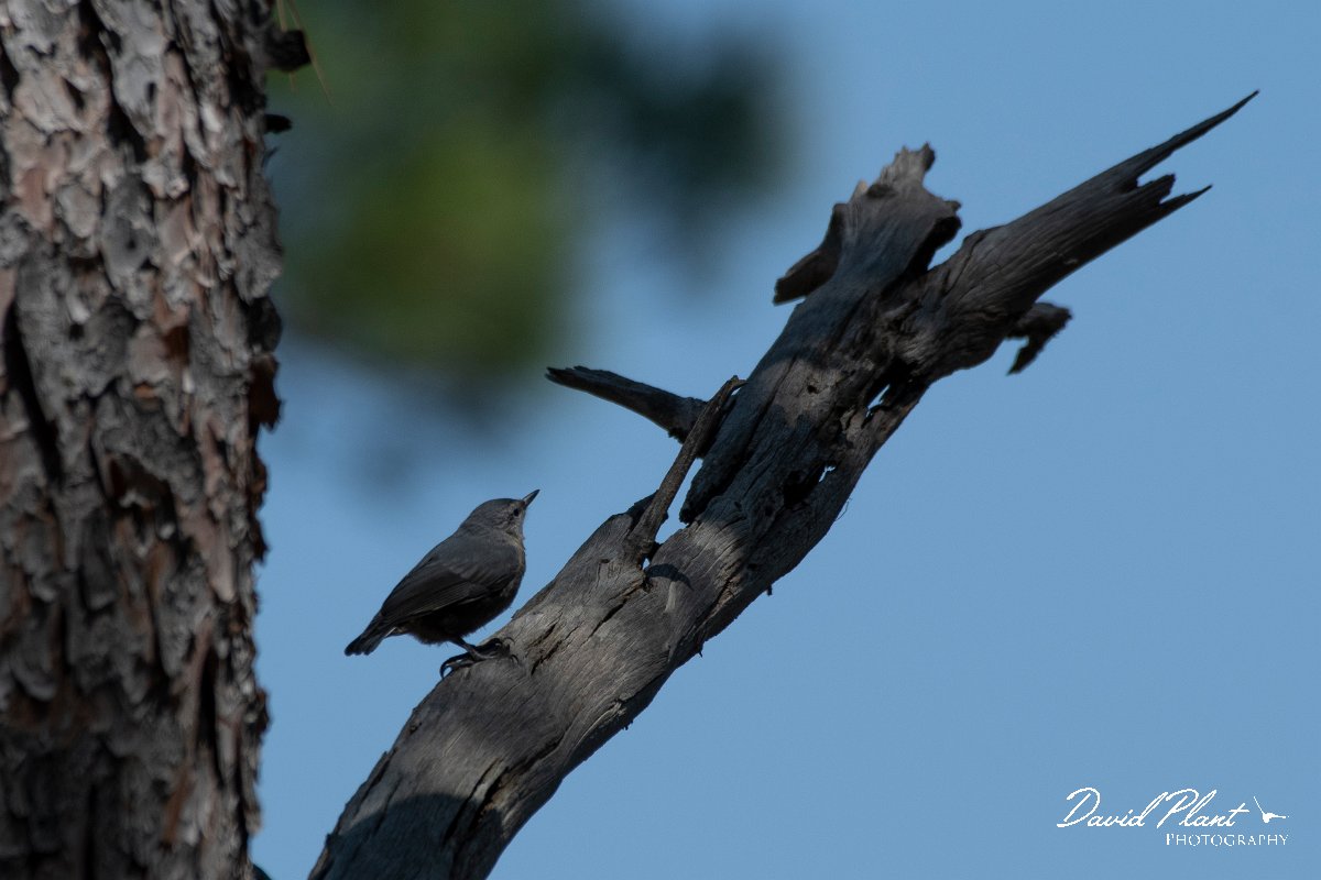 DPPhotography - Lesvos - Kruper's nuthatch - I.jpg - Kruper's nuthatch - Achladeri forest, Lesvos