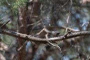 DPPhotography - Lesvos - Kruper's nuthatch - A