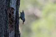 DPPhotography - Lesvos - Kruper's nuthatch - D