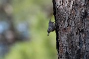 DPPhotography - Lesvos - Kruper's nuthatch - G