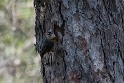 DPPhotography - Lesvos - Kruper's nuthatch - H