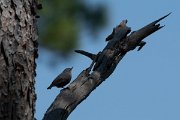DPPhotography - Lesvos - Kruper's nuthatch - I