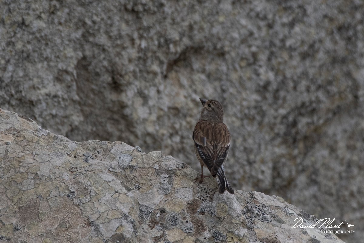 DPPhotography - Lesvos - Linnet - A.jpg - Linnet - Ipsilou Monastery, Lesvos