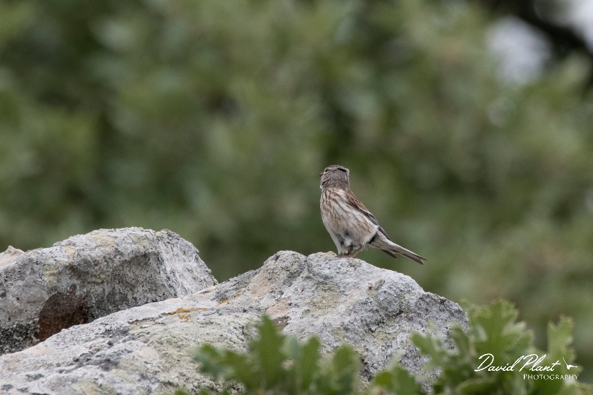 DPPhotography - Lesvos - Linnet - B.jpg - Linnet - Ipsilou Monastery, Lesvos