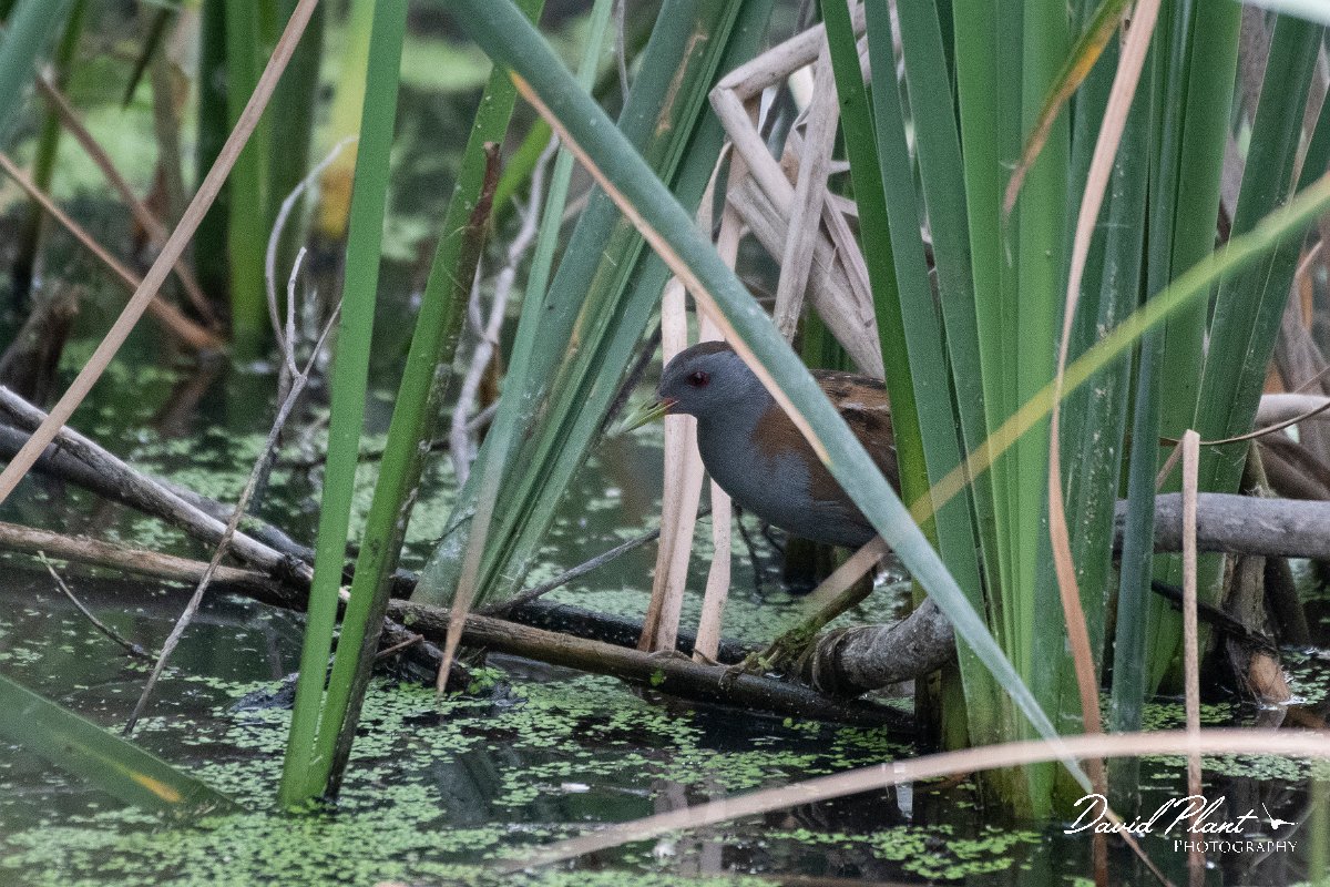 DPPhotography - Lesvos - Little crake - A.jpg - Little crake - Metochi Lake, Lesvos