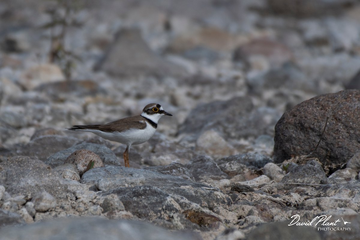 DPPhotography - Lesvos - Little ringed plover - A.jpg - Little ringed plover - Potamia Valley, Lesvos