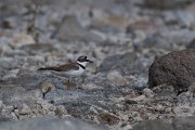 DPPhotography - Lesvos - Little ringed plover - A