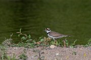 DPPhotography - Lesvos - Little ringed plover - C