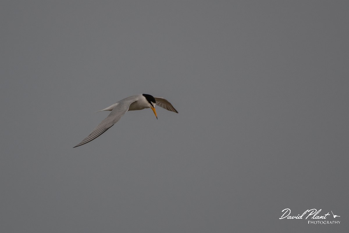 DPPhotography - Lesvos - Little tern - A.jpg - Little tern - Kalloni saltpans, Lesvos