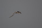 DPPhotography - Lesvos - Little tern - A