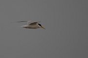 DPPhotography - Lesvos - Little tern - B