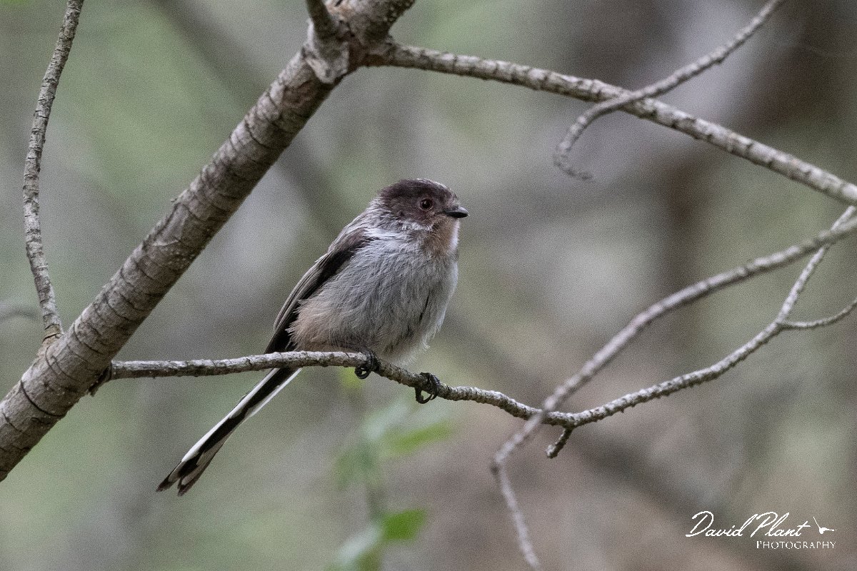 DPPhotography - Lesvos - Long-tailed tit - B.jpg - Long-tailed tit - Mikri Limni, Lesvos