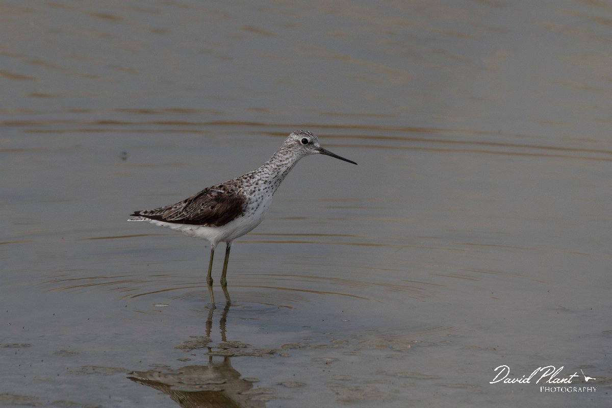 DPPhotography - Lesvos - Marsh sandpiper - A.jpg - Marsh sandpiper - Kalloni saltpans, Lesvos