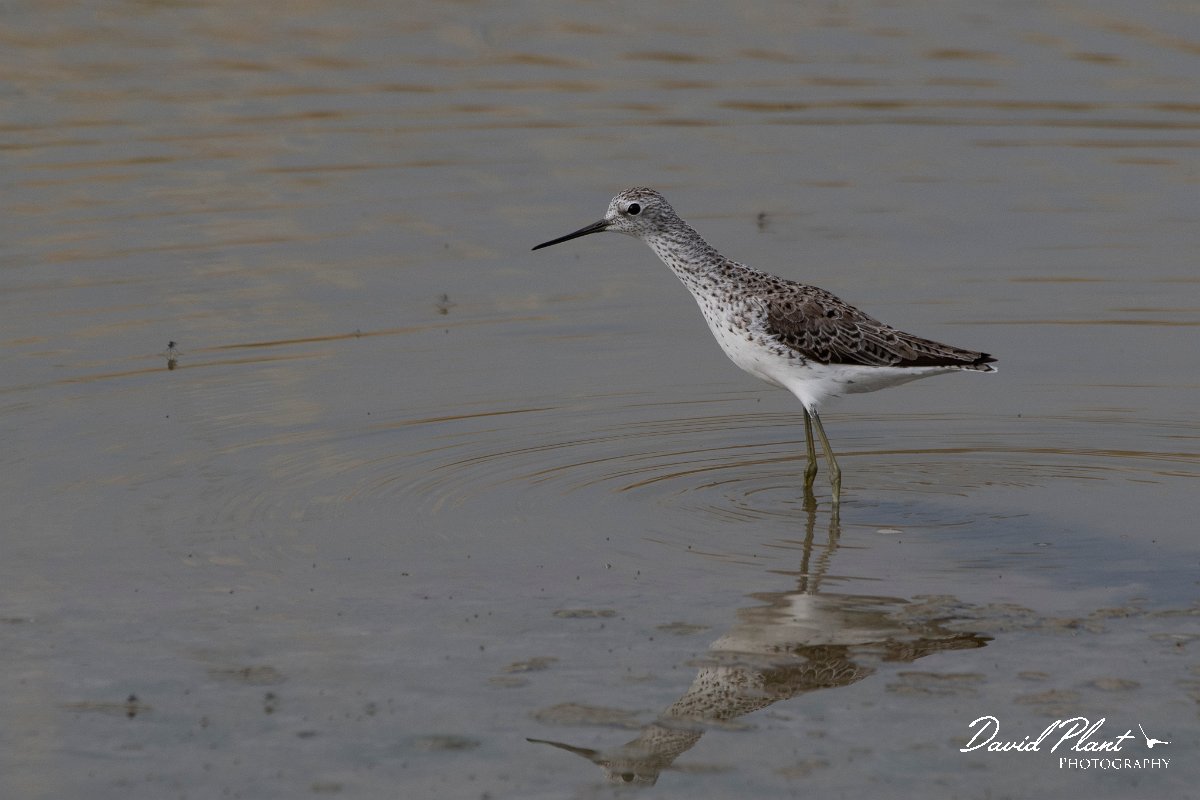 DPPhotography - Lesvos - Marsh sandpiper - B.jpg - Marsh sandpiper - Kalloni saltpans, Lesvos