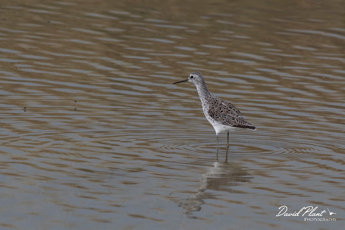 DPPhotography - Lesvos - Marsh sandpiper - D.jpg - Marsh sandpiper - Kalloni saltpans, Lesvos
