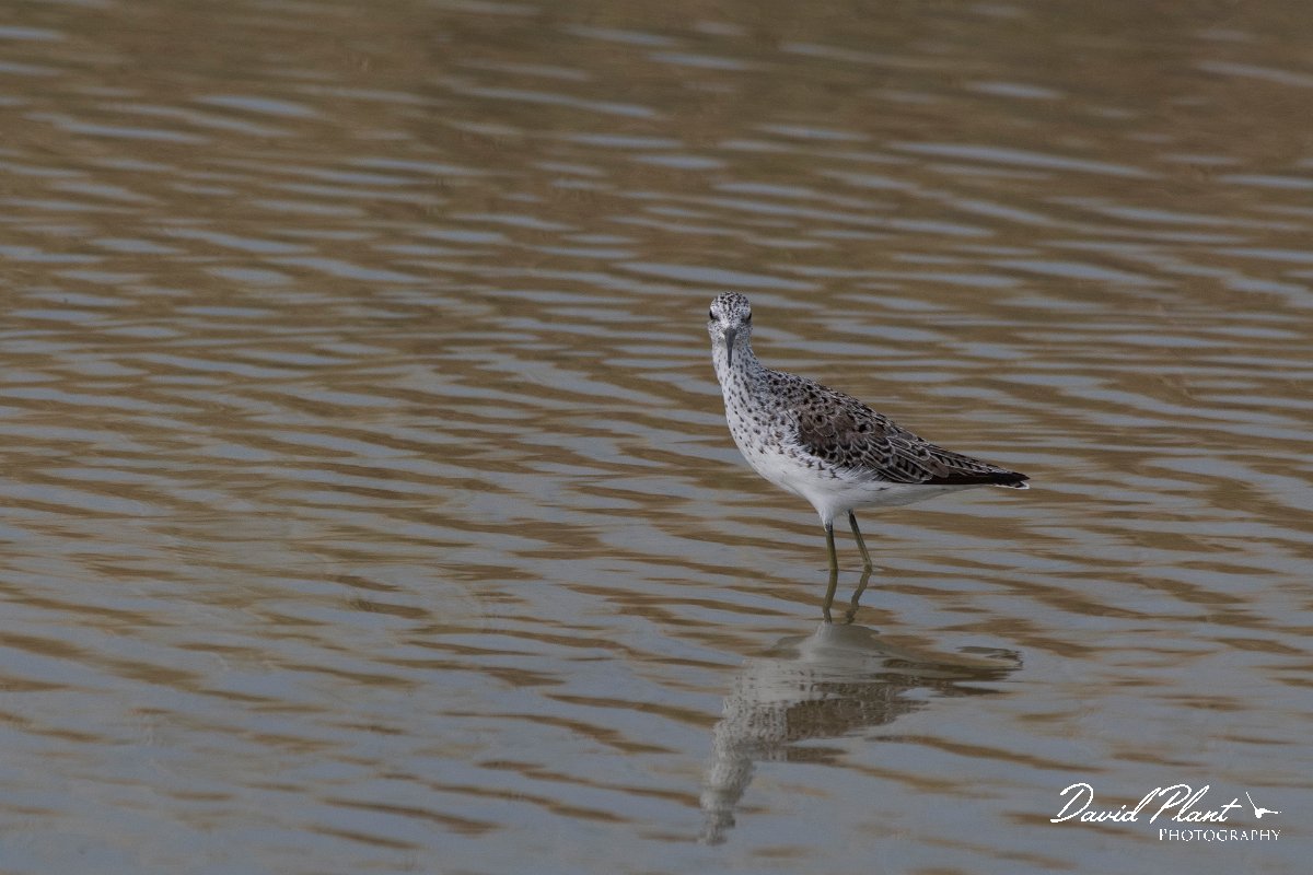 DPPhotography - Lesvos - Marsh sandpiper - E.jpg - Marsh sandpiper - Kalloni saltpans, Lesvos