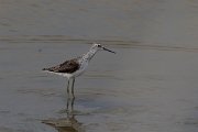 DPPhotography - Lesvos - Marsh sandpiper - A