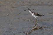 DPPhotography - Lesvos - Marsh sandpiper - B