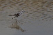 DPPhotography - Lesvos - Marsh sandpiper - C